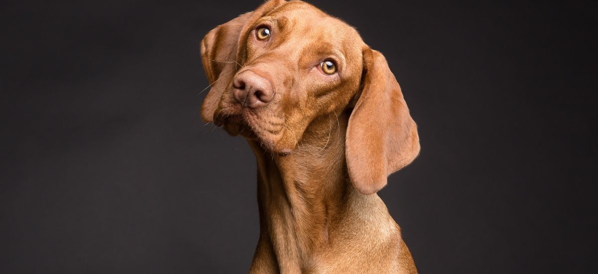Castração de Machos: Um Guia Completo 2 Cachorro de pelos marrom, em estudio com fundo escuro a olhar para a camera