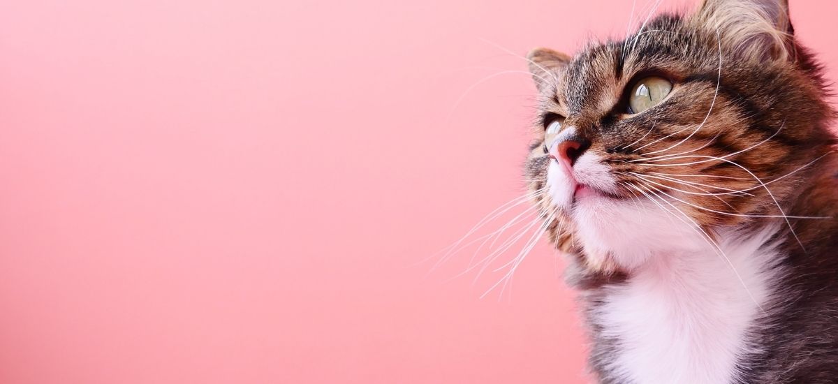 Castração de Machos: Um Guia Completo 3 Foto de estudio, fundo rosa, e um gato branco com marrom no quanto direito da imagem