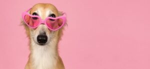Equipe Oasis Pet 2 Cirurgia de Piometra em Cadelas: O Que Saber