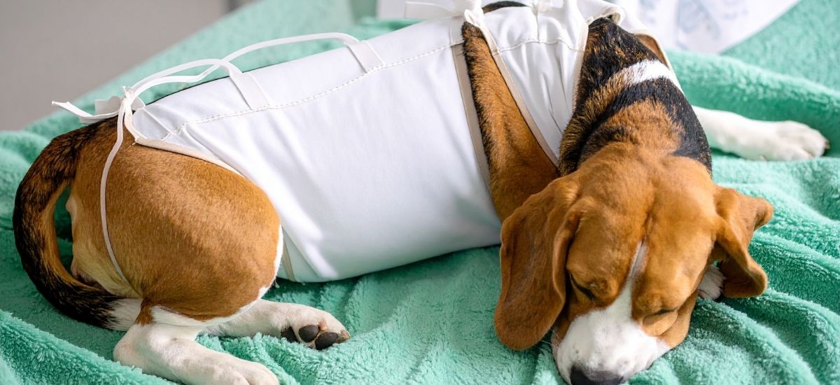 Cirurgia de Piometra em Cadelas: O Que Saber 1 um cão da raça Beagle deitado, em recuperação pós-cirúrgica, usando faixa ou roupa cirúrgica, sobre uma manta verde macia