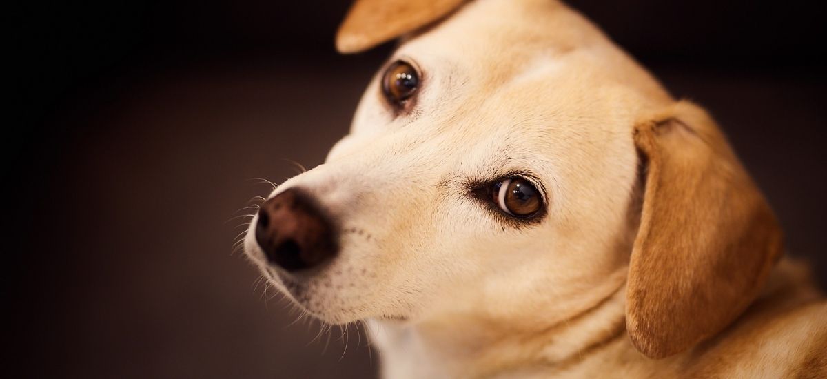 Cirurgia de Piometra em Cadelas: O Que Saber 2 foto close up de um cachorro de raça labrador