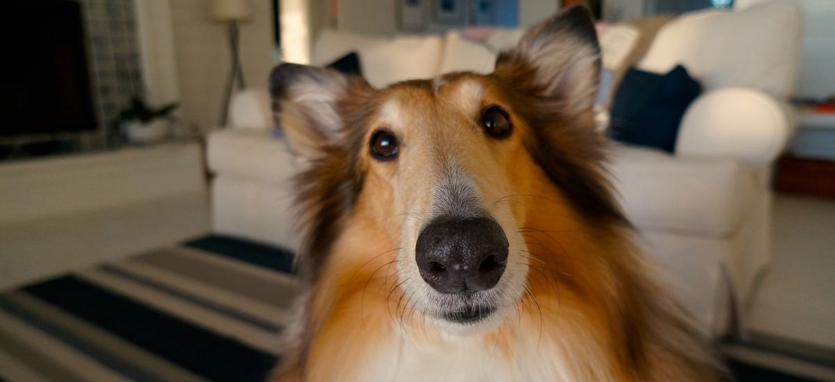 Cirurgia de Piometra em Cadelas: O Que Saber 3 Cão da raça Collie olhando para a câmera dentro de casa.
