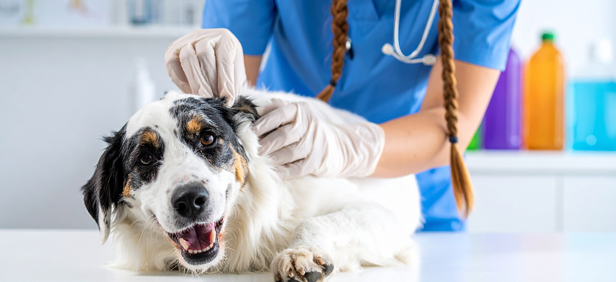 Consulta Dermatológica Veterinária: Cuidados Essenciais para a Saúde da Pele do Seu Pet