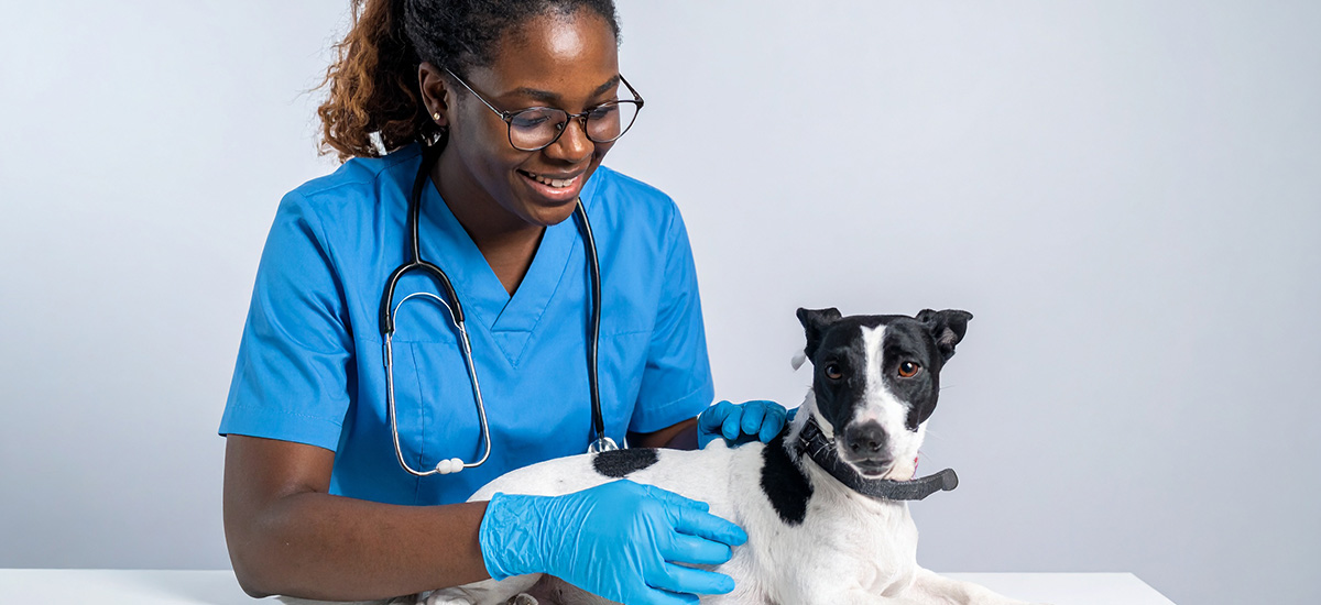 Consulta Dermatológica Veterinária: Cuidados Essenciais para a Saúde da Pele do Seu Pet 1 médica veterinária sorridente vestida com uniforme azul, a examinar cachorro de pelos curtos brancos com mancha preta.