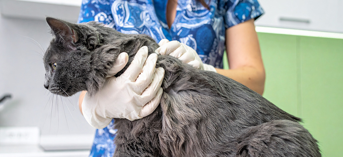 Consulta Dermatológica Veterinária: Cuidados Essenciais para a Saúde da Pele do Seu Pet 2 médica veterinária examinando gato de pelo cinza