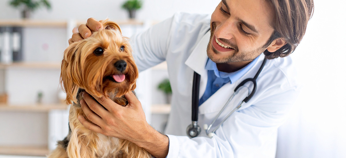 Consulta Dermatológica Veterinária: Cuidados Essenciais para a Saúde da Pele do Seu Pet 3 um veterinário sorridente examinando um cão pequeno de pelo longo (tipo Yorkshire) em ambiente clínico moderno e bem iluminado