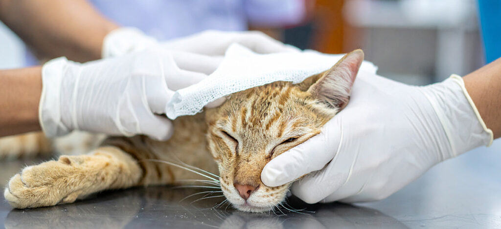 Curativo para Feridas em Pets: Como Cuidar do Seu Animal de Estimação 1 Curativo para Feridas em Pets: Como Cuidar do Seu Animal de Estimação