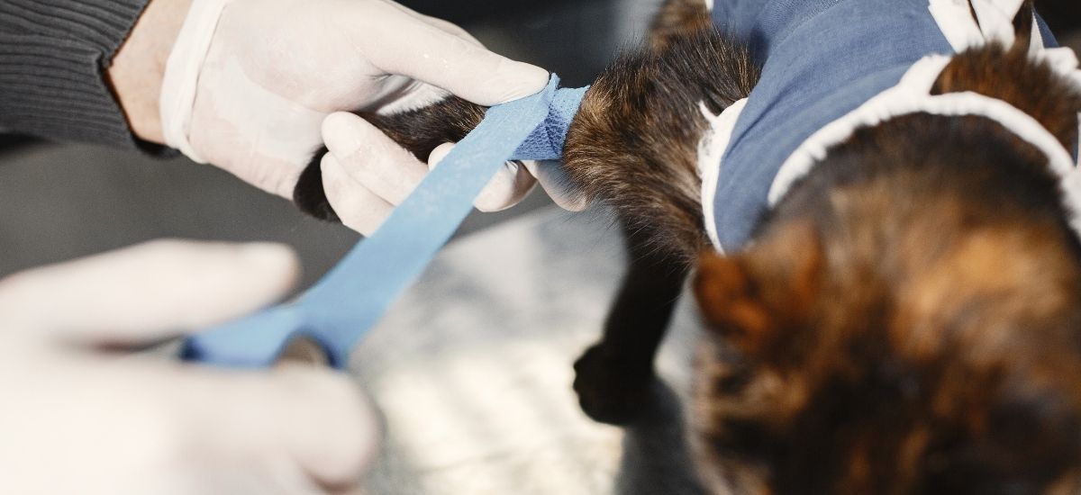 Curativo para Feridas em Pets: Como Cuidar do Seu Animal de Estimação 1 Foto Close up de um veterinário fazendo curativo em pata de um gato