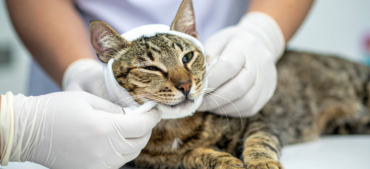 Curativo para Feridas em Pets: Como Cuidar do Seu Animal de Estimação 3 Gato recebendo curativo com gaze branca envolto a sua cabeça