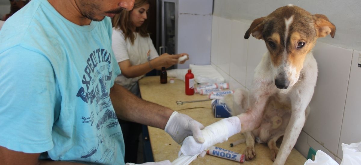 Curativo para Feridas em Pets: Como Cuidar do Seu Animal de Estimação 2 Cachorro recebendo curativo em pata de um enfermeiro veterinário