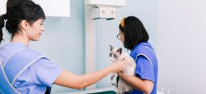 Equipe Oasis Pet 1 Exames Laboratoriais para Pets e Seus Benefícios Essenciais
