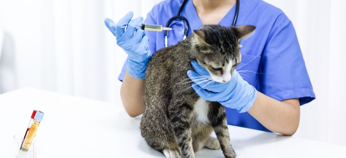 Exames Laboratoriais para Pets e Seus Benefícios Essenciais 1 Médica Veterinária aplicando injeção em um gato
