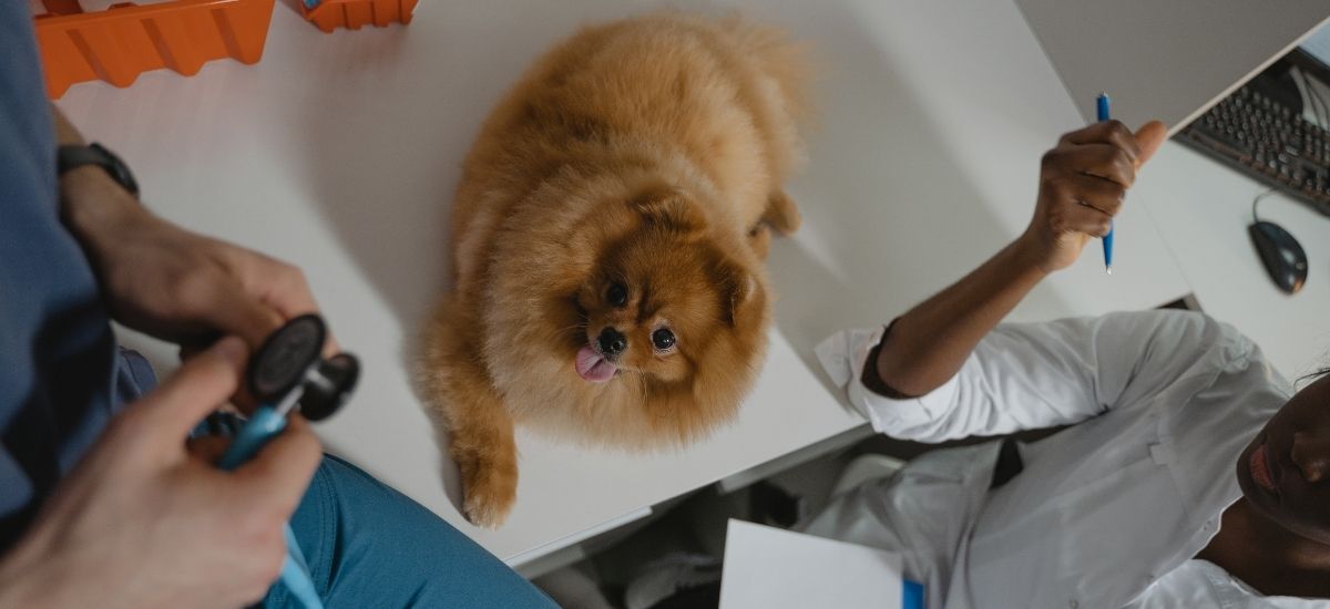 Exames Laboratoriais para Pets e Seus Benefícios Essenciais 3 Foto de um cachorro deitado sob uma mesa em uma sala de uma clínica veterinária, e dois veterinários discutindo um diagnóstico