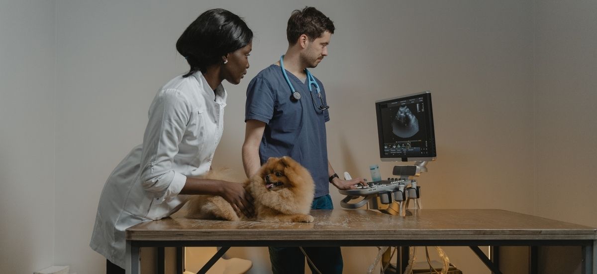 Ultrassom Veterinário: A Tecnologia que Salva Vidas!