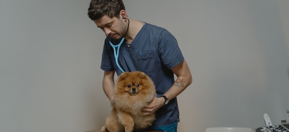 Ultrassom Veterinário: A Tecnologia que Salva Vidas! 1 Médico veterinário examinando cachorro de pequeno porte