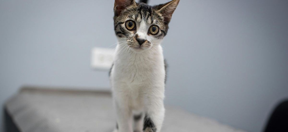 Ultrassom Veterinário: A Tecnologia que Salva Vidas! 2 Foto de close up de gato andando em cima de uma maca em uma clínica veterinária