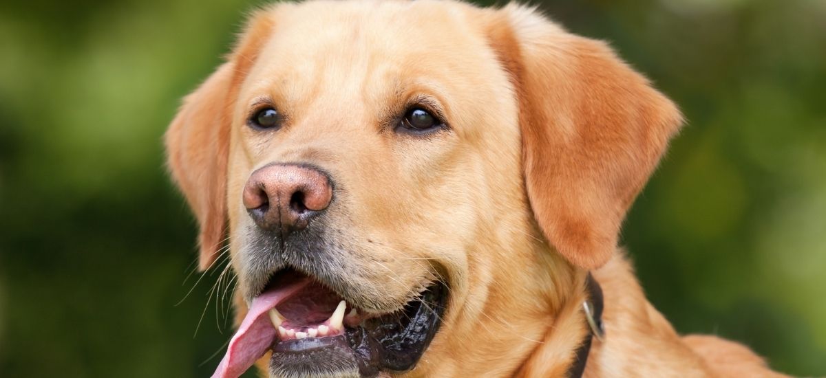 Consulta Neurológica Veterinária