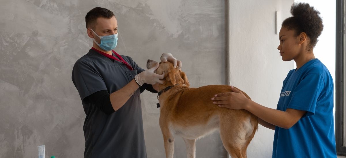 Consulta Neurológica Veterinária Desvendada 1 Médico veterinário com sua auxiliar a examinar cachorro em clínica veterinária