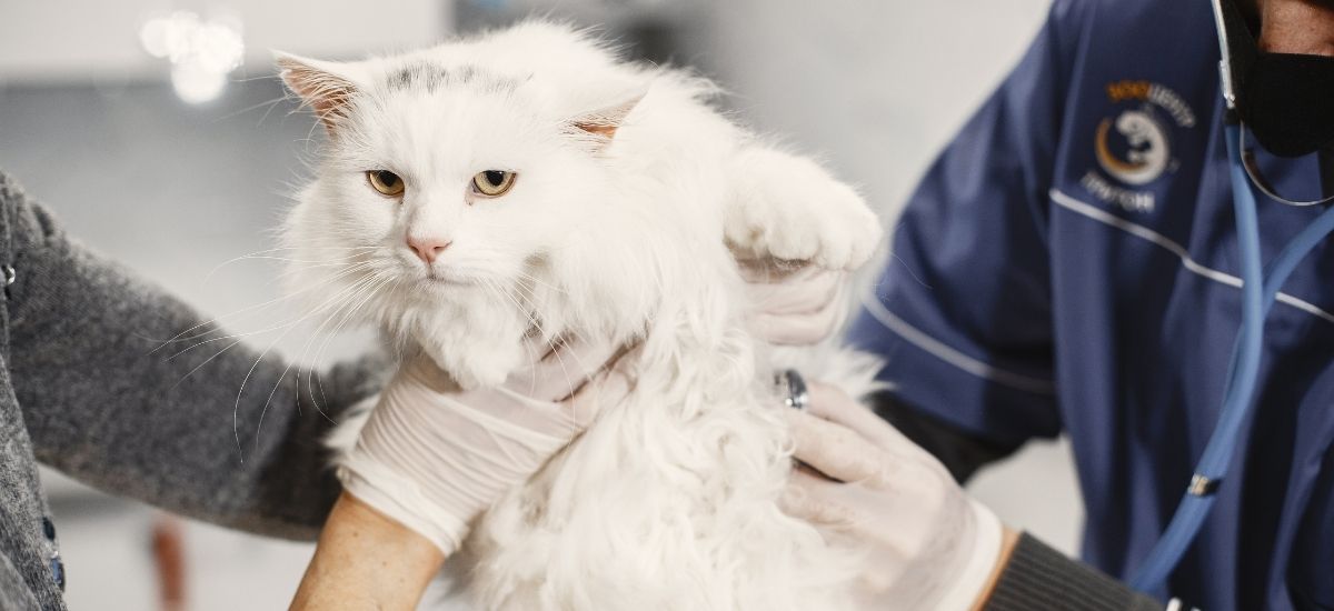 Consulta Neurológica Veterinária Desvendada 2 Gato sendo examinado por equipe de veterinários