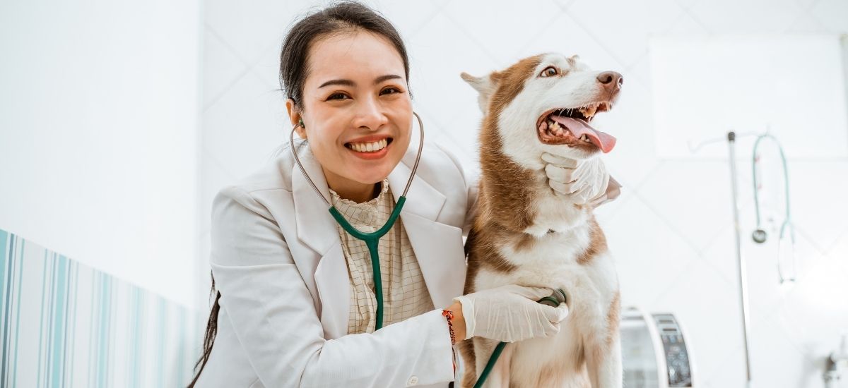 Consulta Neurológica Veterinária Desvendada 3 Médica veterinária a exanimar cachorro