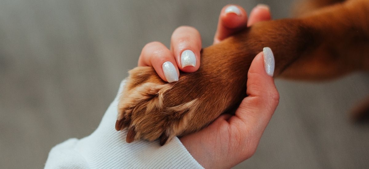 Tratamento para Fraturas em Cães: Cuidados Essenciais e Procedimentos 3 Foto close-up da mão de uma mulher a segurar a pata de um cão.