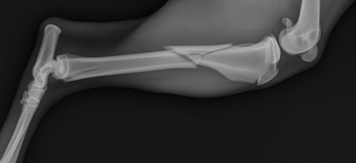 Tratamento para Fraturas em Cães: Cuidados Essenciais e Procedimentos 2 Imagem raio-x de uma fratura na pata de um cão.