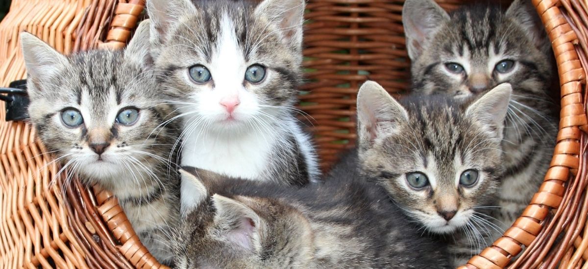 Vacina Quíntupla para Gatos: Proteção Completa e Essencial 1 Foto de cesto com vários filhotes de gatos