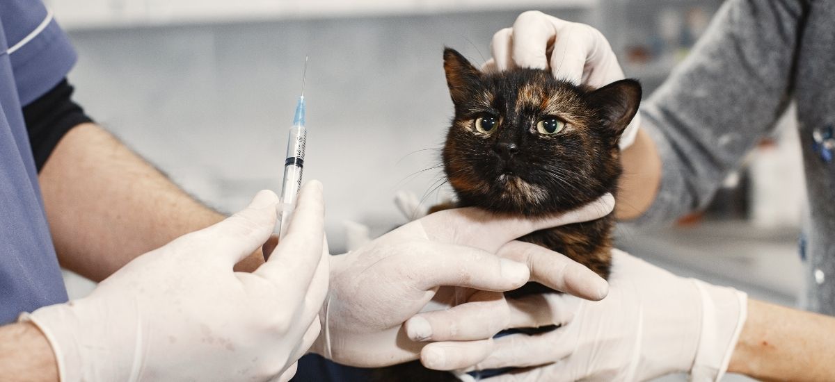 Vacina Quíntupla para Gatos: Proteção Completa e Essencial 2 Gato preto, a esperar veterinária para aplicar vacina.