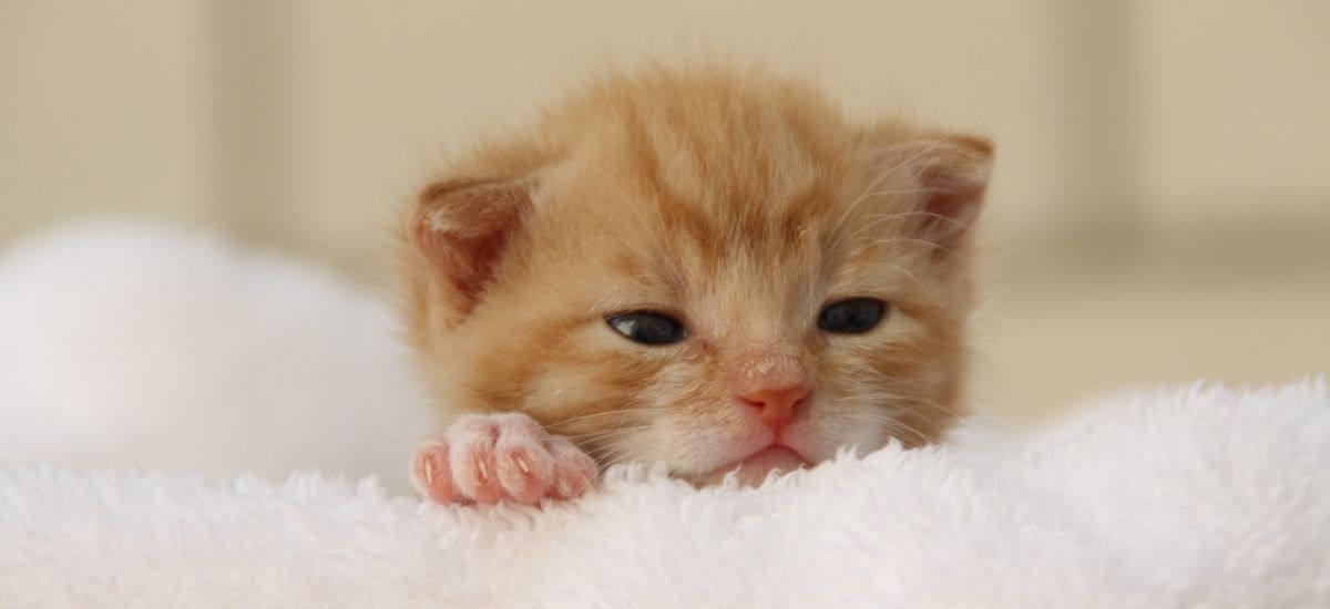 Vacina Quíntupla para Gatos: Proteção Completa e Essencial 3 Filhote de gato deitado sob uma toalha branca