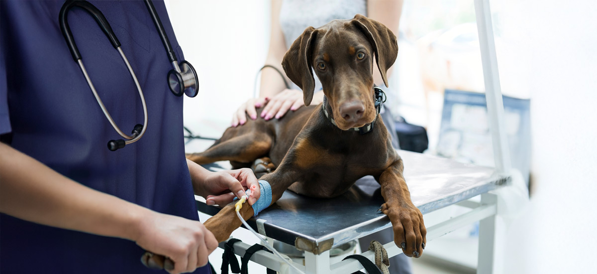 Fluidoterapia Veterinária: O ABC dos Cuidados Modernos para Seu Pet