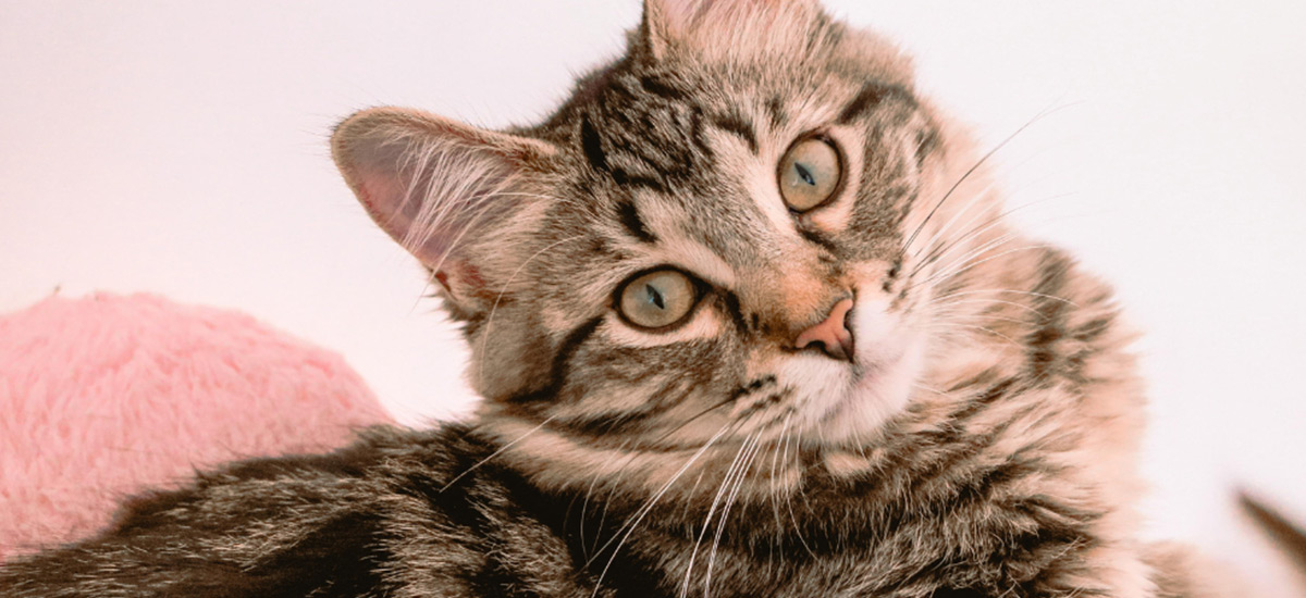 Fluidoterapia Veterinária: O ABC dos Cuidados Modernos para Seu Pet 1 Foto close-up de gato