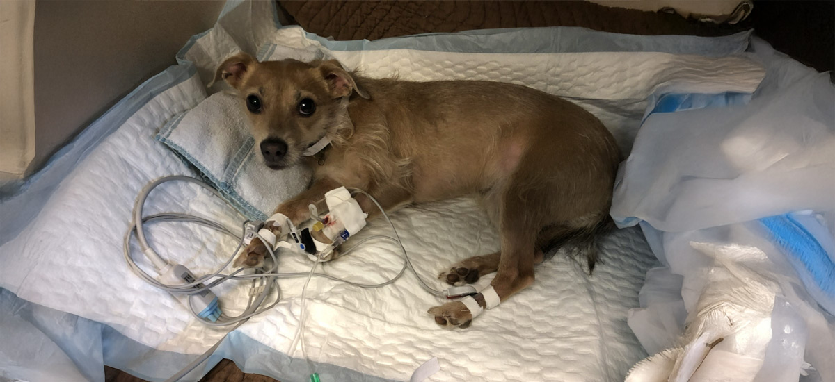 Fluidoterapia Veterinária: O ABC dos Cuidados Modernos para Seu Pet 2 Cão pequeno com IV para tratamento, em maca veterinária
