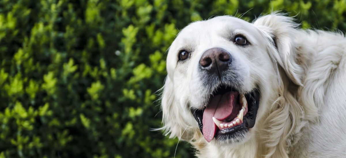 Fluidoterapia Veterinária: O ABC dos Cuidados Modernos para Seu Pet 3 Foto de um cachorro de grande porte com a lingua pra fora