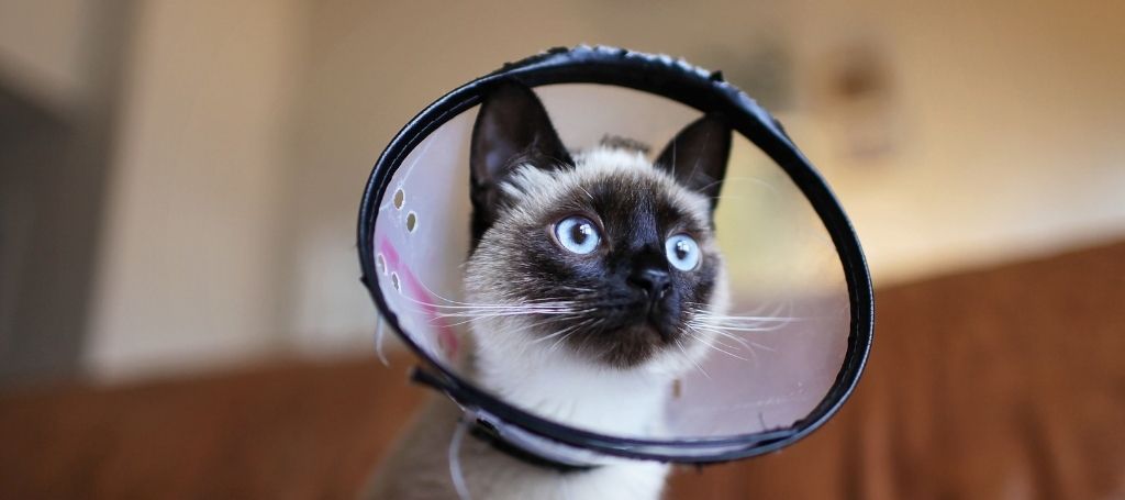 Cuidados Pós-Cirúrgicos para Pets 1 Gato com coleira protetora transparente no pescoço após procedimento veterinário