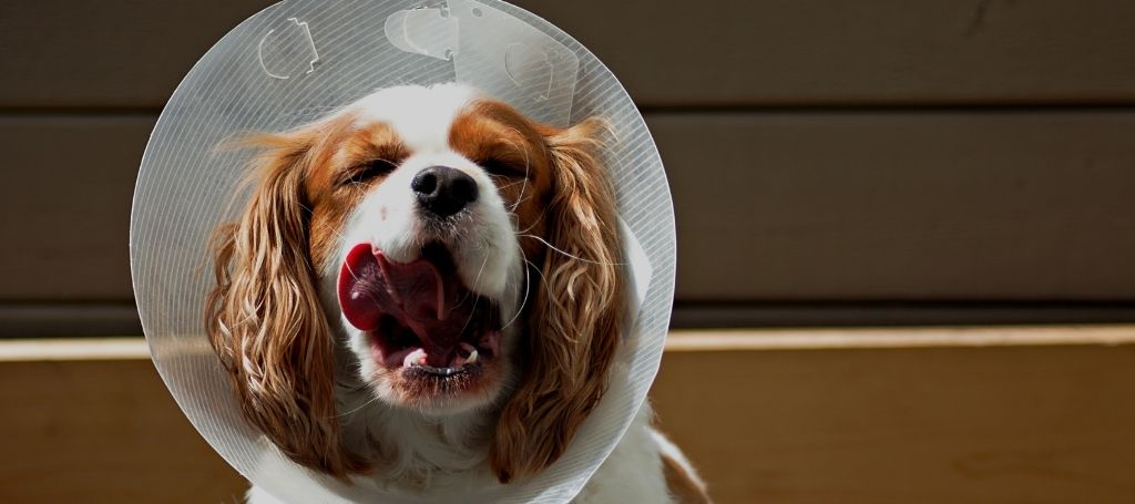Cuidados Pós-Cirúrgicos para Pets 2 Cachorro de pelos longos e marrons usando coleira protetora transparente, com a língua de fora