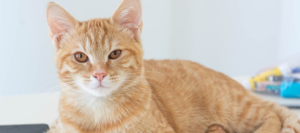 Cuidados Pós-Cirúrgicos para Pets 3 Gato laranja de pelo curto deitado, olhando para a câmera em ambiente iluminado
