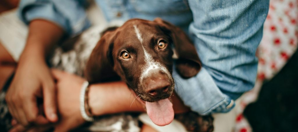 Cuidados Pós-Cirúrgicos para Pets