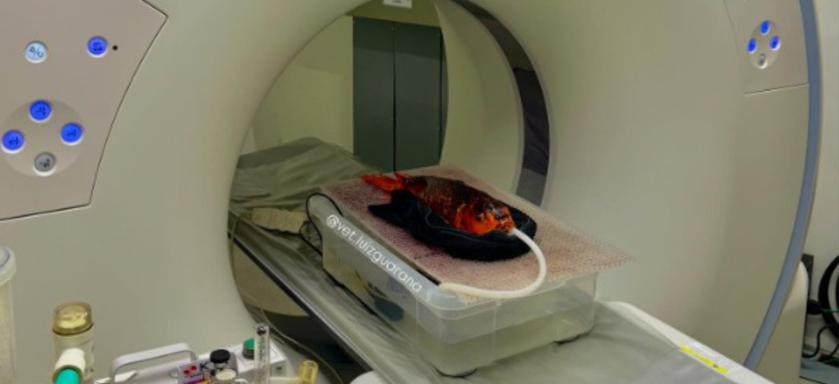 Veterinário Luiz Guaraná realiza tomografia inédita em peixe na Oásis Pet e ganha destaque nacional