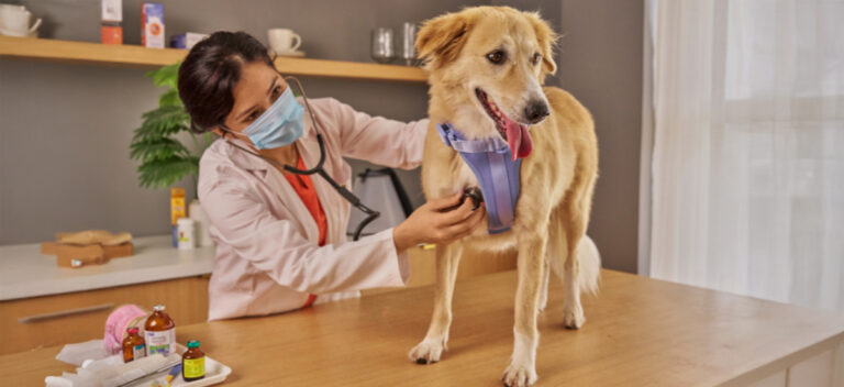 Anestesia Geral Veterinária Desmistificada