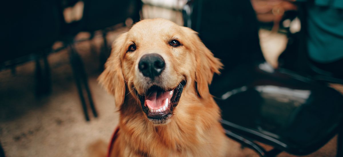 Chocolate Pode Ser Tóxico para Cães: Saiba Como Proteger Seu Amigo 2 Cachorro da raça Golden Retriever olhando para a câmera com expressão alegre e língua de fora.