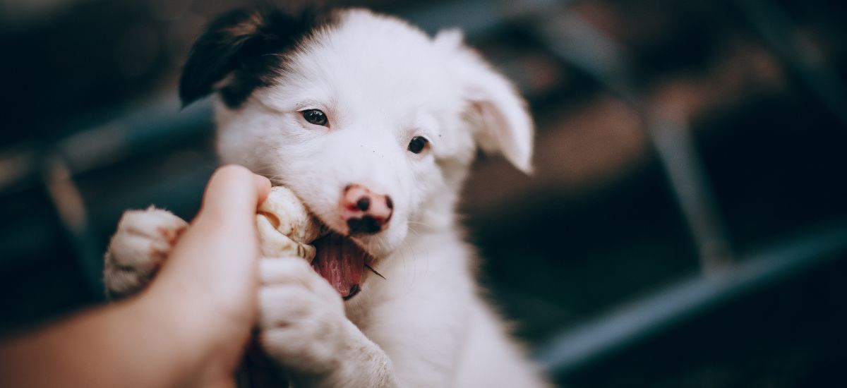 Chocolate Pode Ser Tóxico para Cães: Saiba Como Proteger Seu Amigo 3 Filhote de cachorro branco mordendo um osso enquanto segura com as patas.