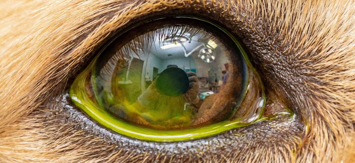 Close-up detalhado do olho de um cão durante exame com fluoresceína, mostrando o corante verde espalhado na córnea e refletindo o ambiente da clínica.