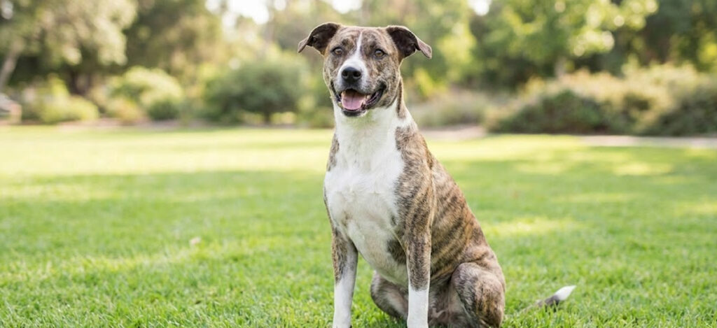 Vacina contra Parvovirose: Proteja Seu Cão de Doenças Graves 2 Vacina contra Parvovirose: Proteja Seu Cão de Doenças Graves