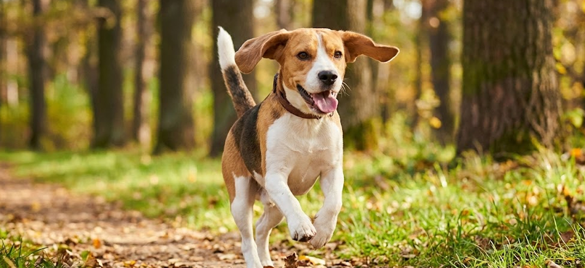 Cão da raça Beagle correndo feliz em uma área verde, representando vitalidade e bem-estar após cuidados preventivos.