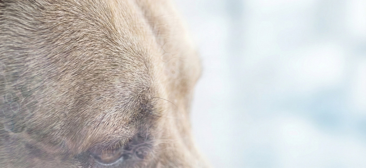 Biópsia de Pele em Pets: Entenda o Processo e Benefícios