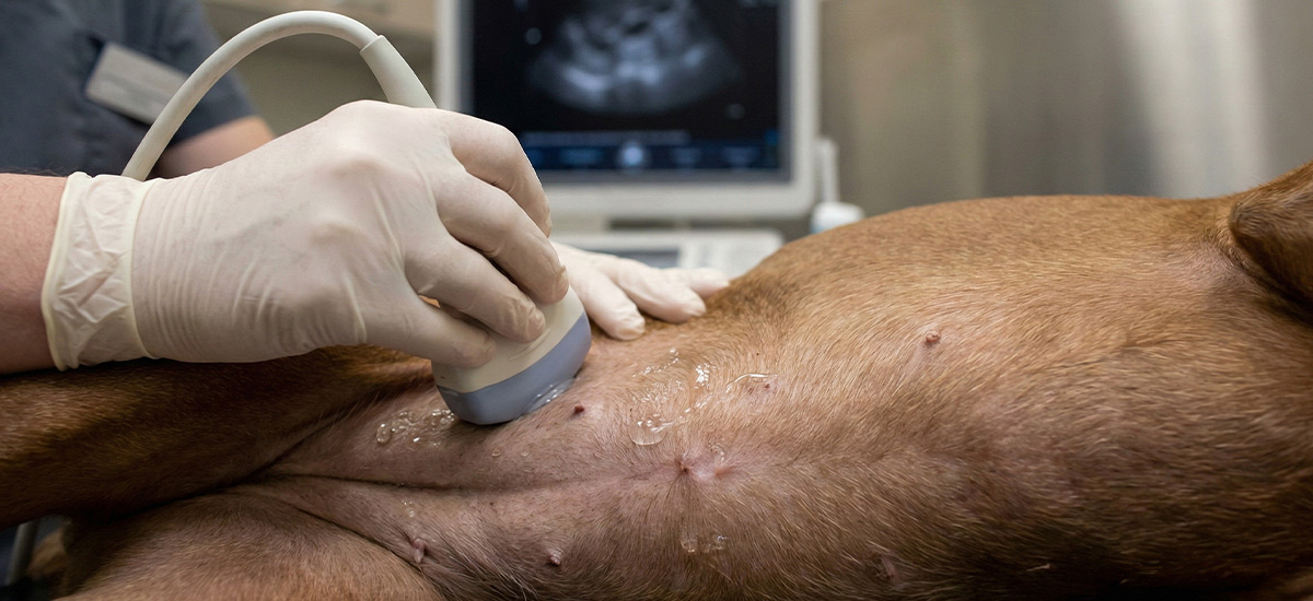 Veterinário realizando ultrassonografia abdominal em cão com aparelho de ultrassom e gel aplicado na região abdominal raspada para exame de diagnóstico por imagem.