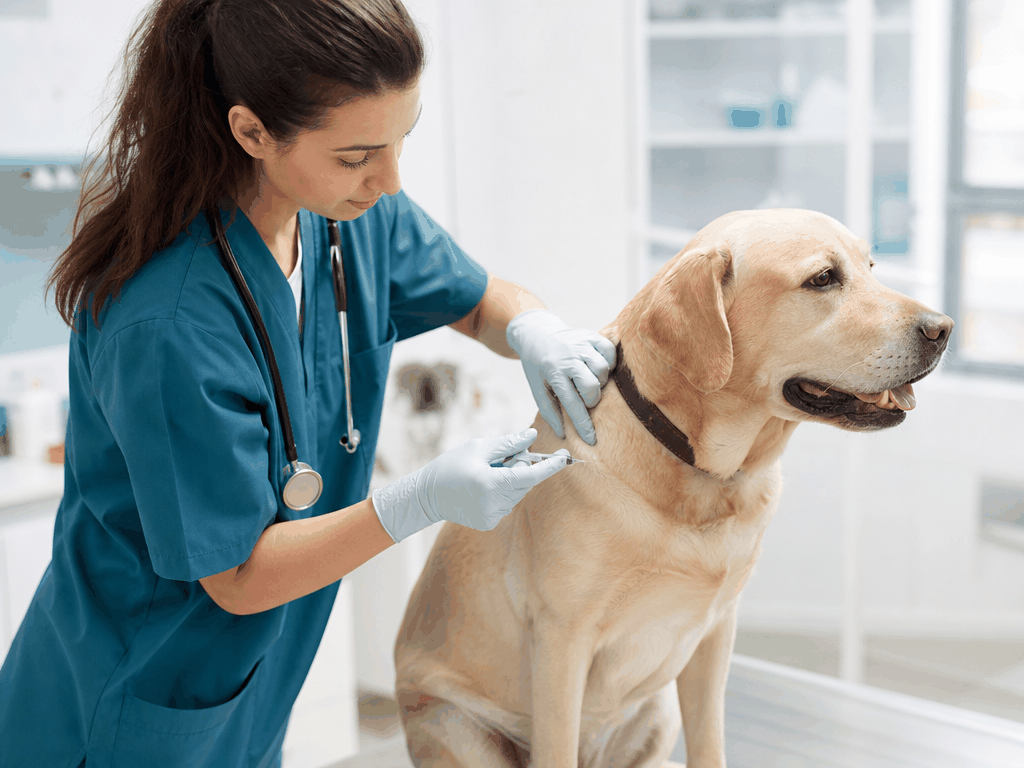Controle de Doenças Zoonóticas: Como Proteger seu Pet e sua Família 2 Tutora cuidando da higiene do pet para prevenção de zoonoses