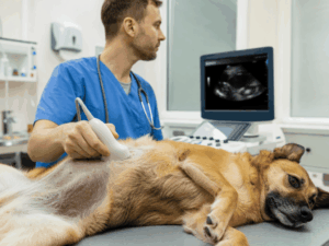 Diagnóstico de insuficiência hepática em pets na Oásis Pet