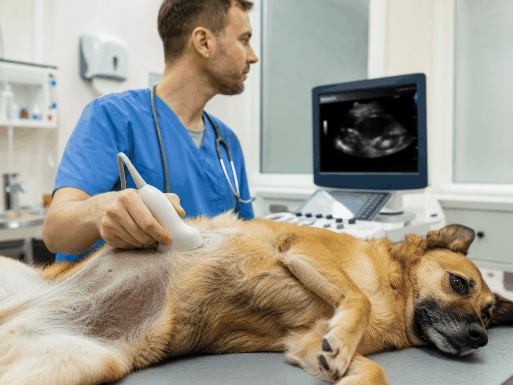 Diagnóstico de insuficiência hepática em pets na Oásis Pet